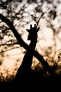A giraffe behind a tree in the early morning. Seen at Kruger National ...