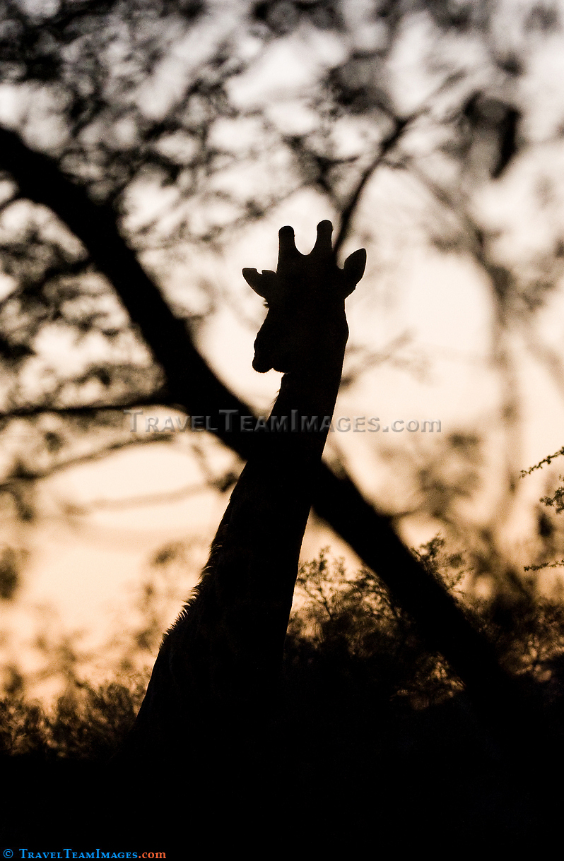 Silhouetted Giraffe
