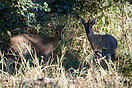 Male and female Common Duiker seen at Kruger National Park