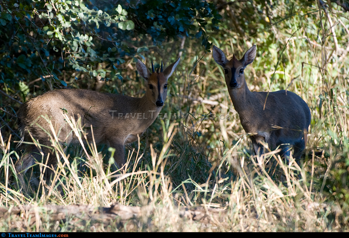  Common Duiker