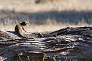 Common dwarf mongoose in a threatening posture, seen at Kruger Nationa...