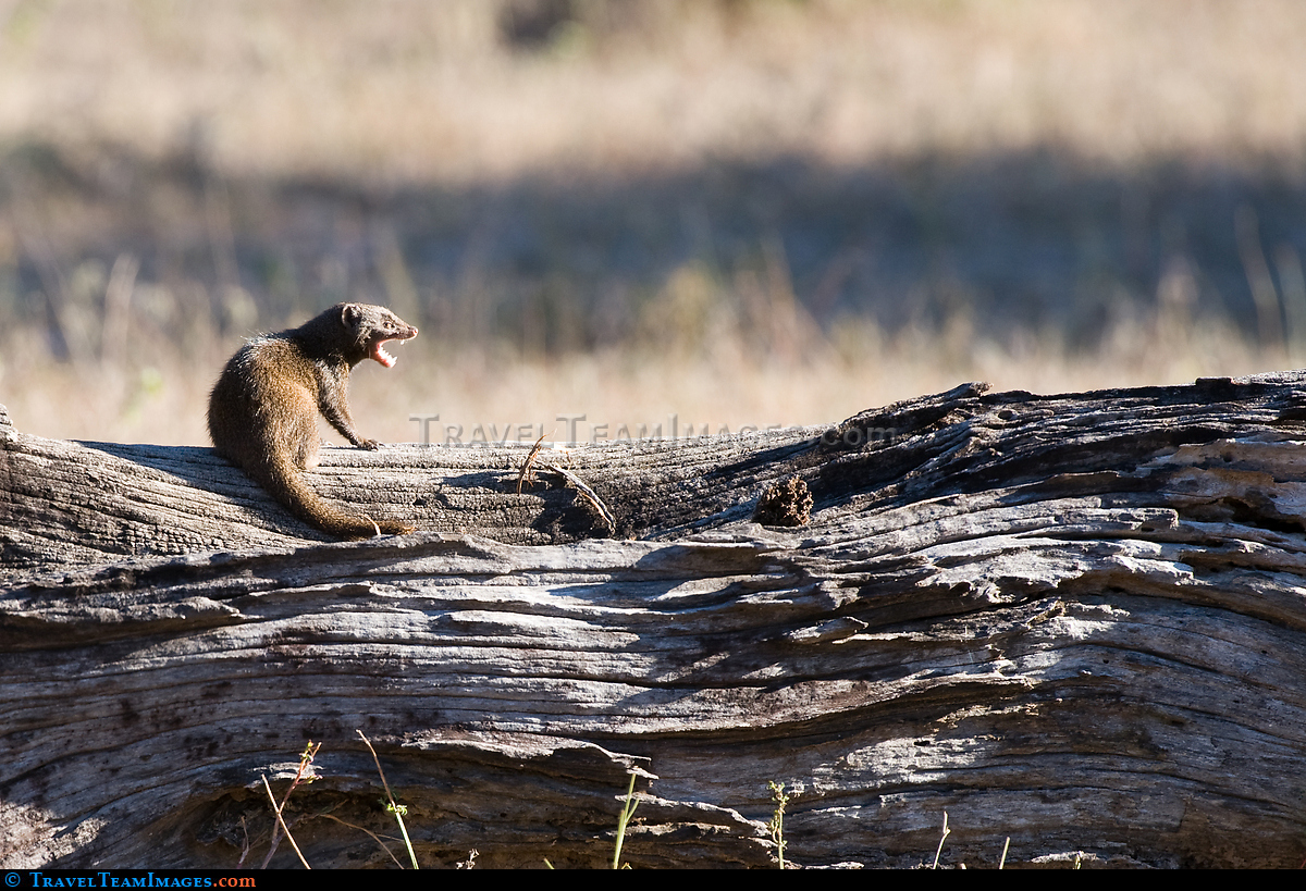 Common Dwarf Mongoose