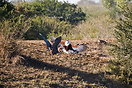 An African Fish Eagle attacking a Goliath Heron, both birds are about ...