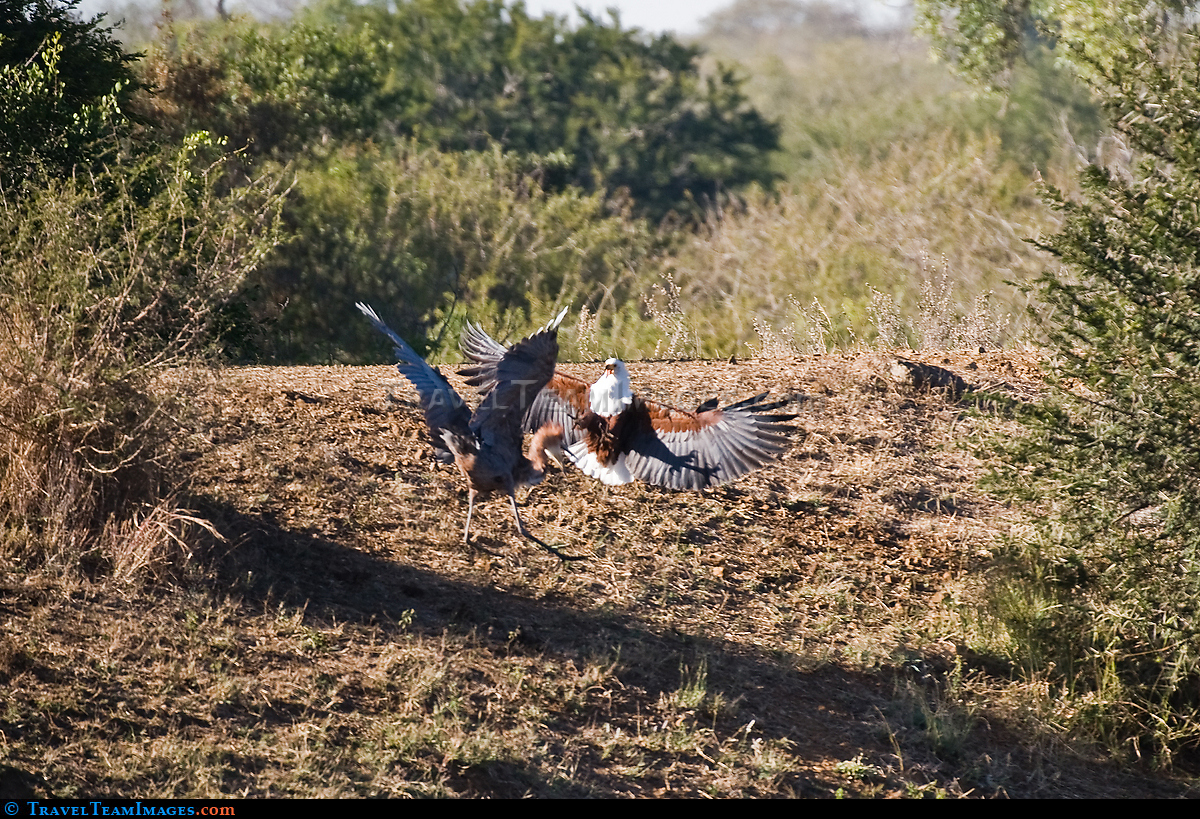 African Fish Eagle