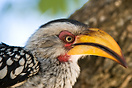 The southern yellow-billed hornbill is a medium sized bird, with lengt...