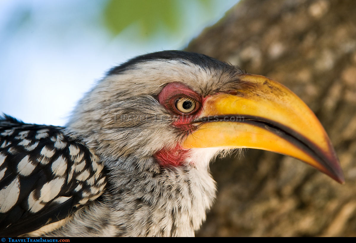 Hornbill