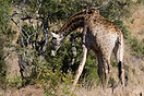 The Oxpecker's name arises from their habit of perching on large mamma...
