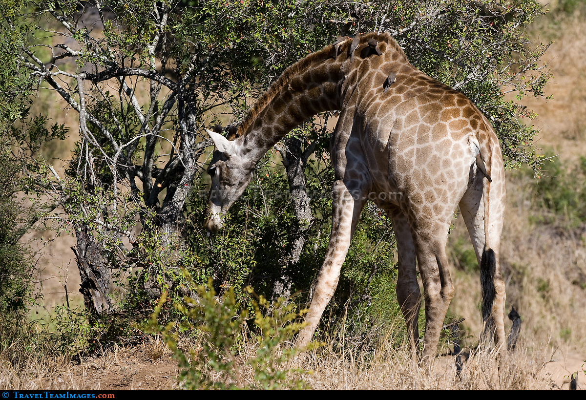  Giraffe with Oxpeckers