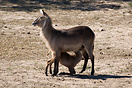 a young waterbuck being fed, seen at Kruger National Park