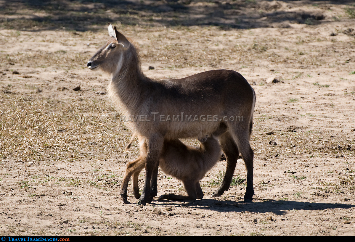Female Waterbuck and Calf