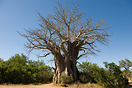 The southernmost Baobab tree in Kruger National Park