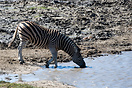 a Zebra drinking at a waterhole in Kruger National Park