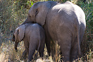 The larger Elephant is taking care of his young brother, seen at Kruge...