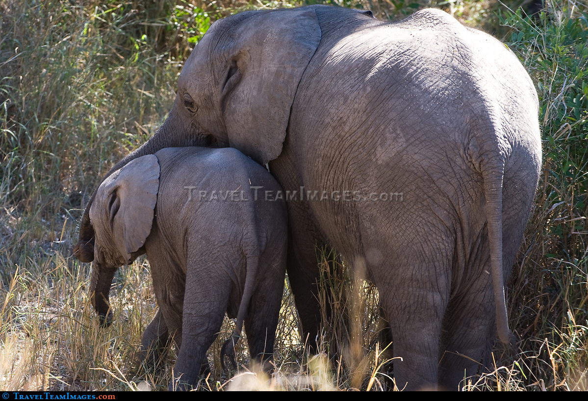 Two Young Elephants