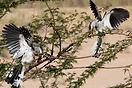 Two southern yellow-billed hornbills showing off, seen at Kruger Natio...