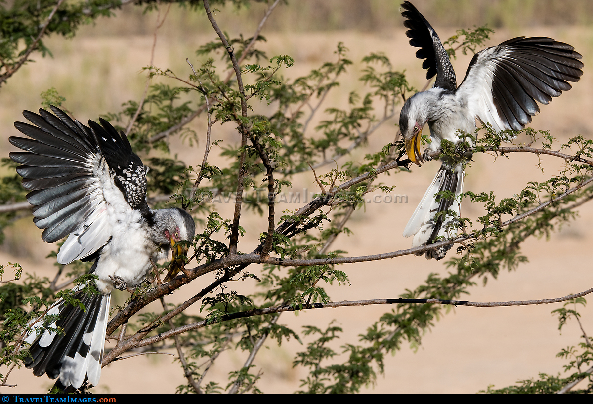 Yellow-billed Hornbills