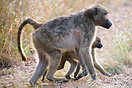 Baboon with its young seen in Kruger National Park