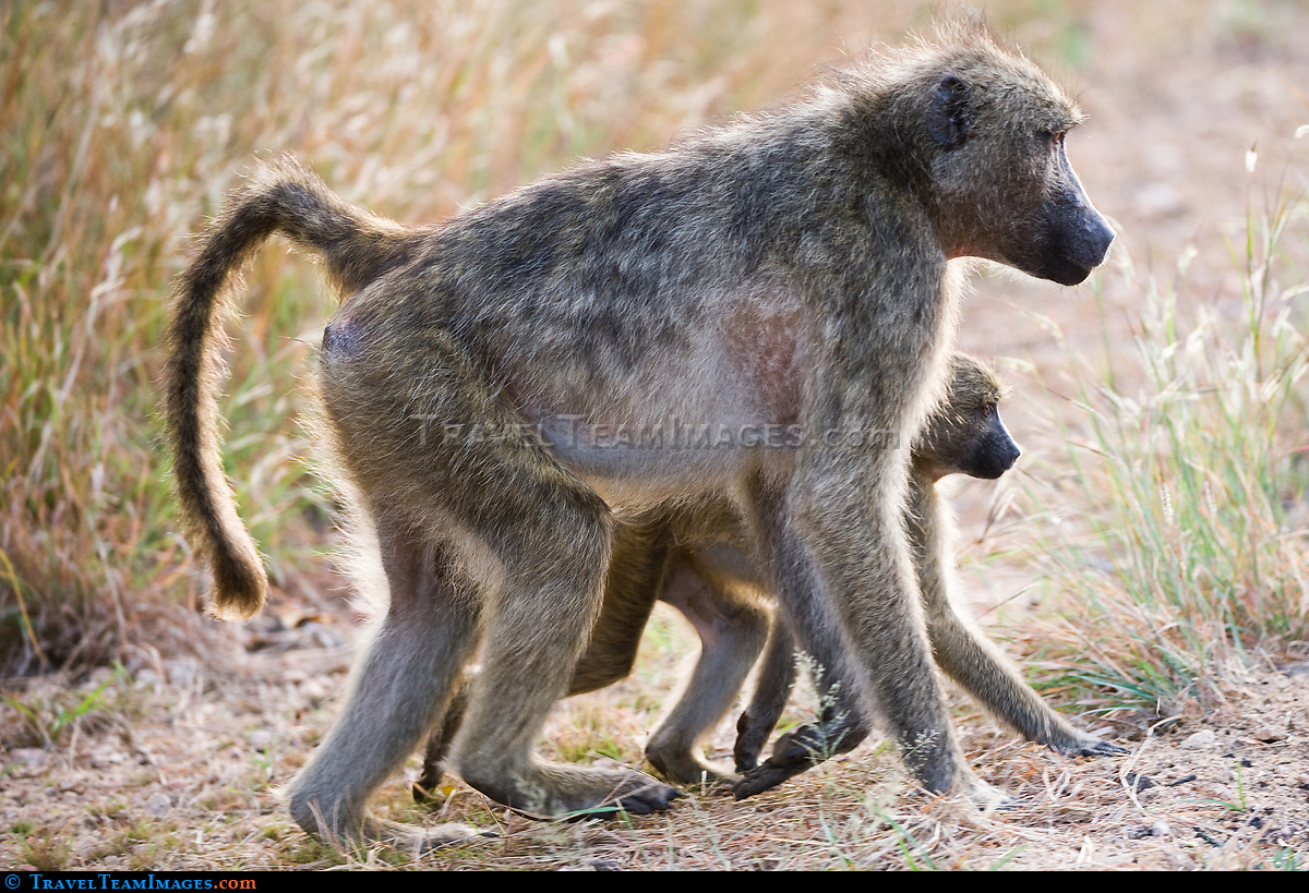 Baboon with its Young