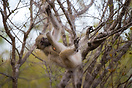 Young baboon hanging around seen in Kruger National Park