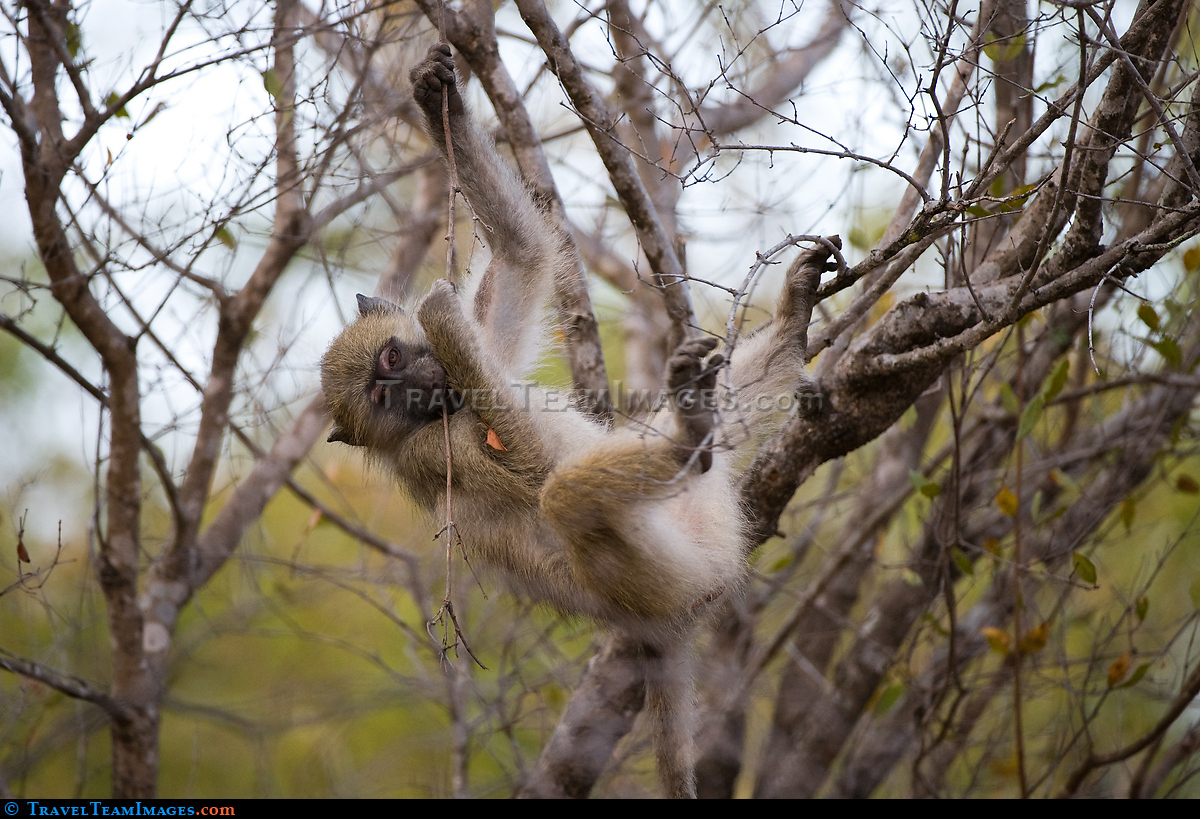 Young Baboon Hanging Around