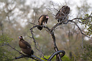 The white headed vulture is an Old World vulture endemic to Africa. It...