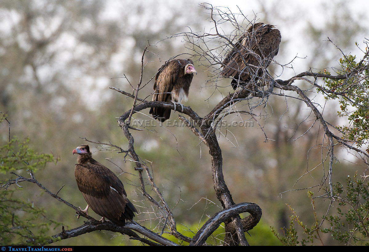 White Headed Vultures