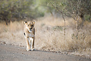 A lioness walking down a dirt road in Kruger National Park