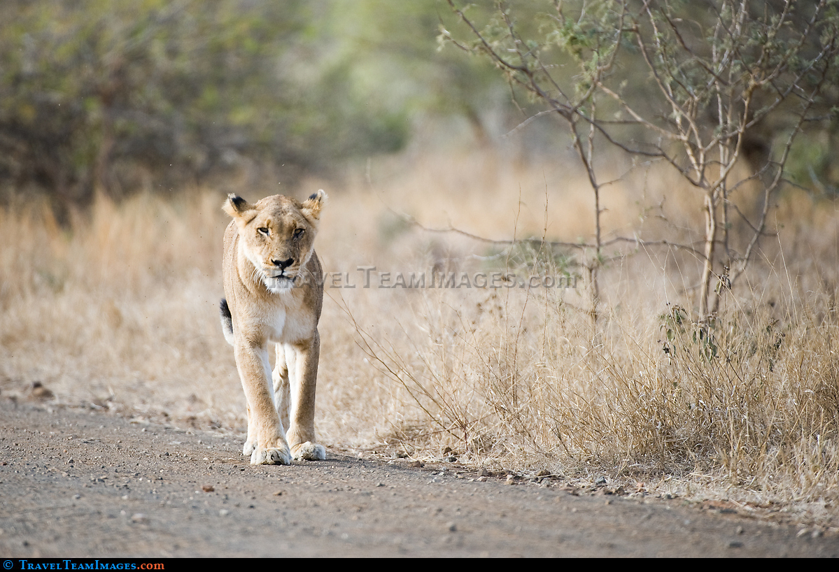 Lioness on Dirt Road