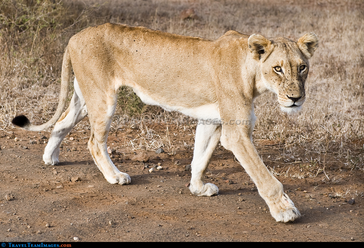 Lioness Passing By