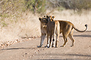 Lionesses on a dirt road in Kruger National Park