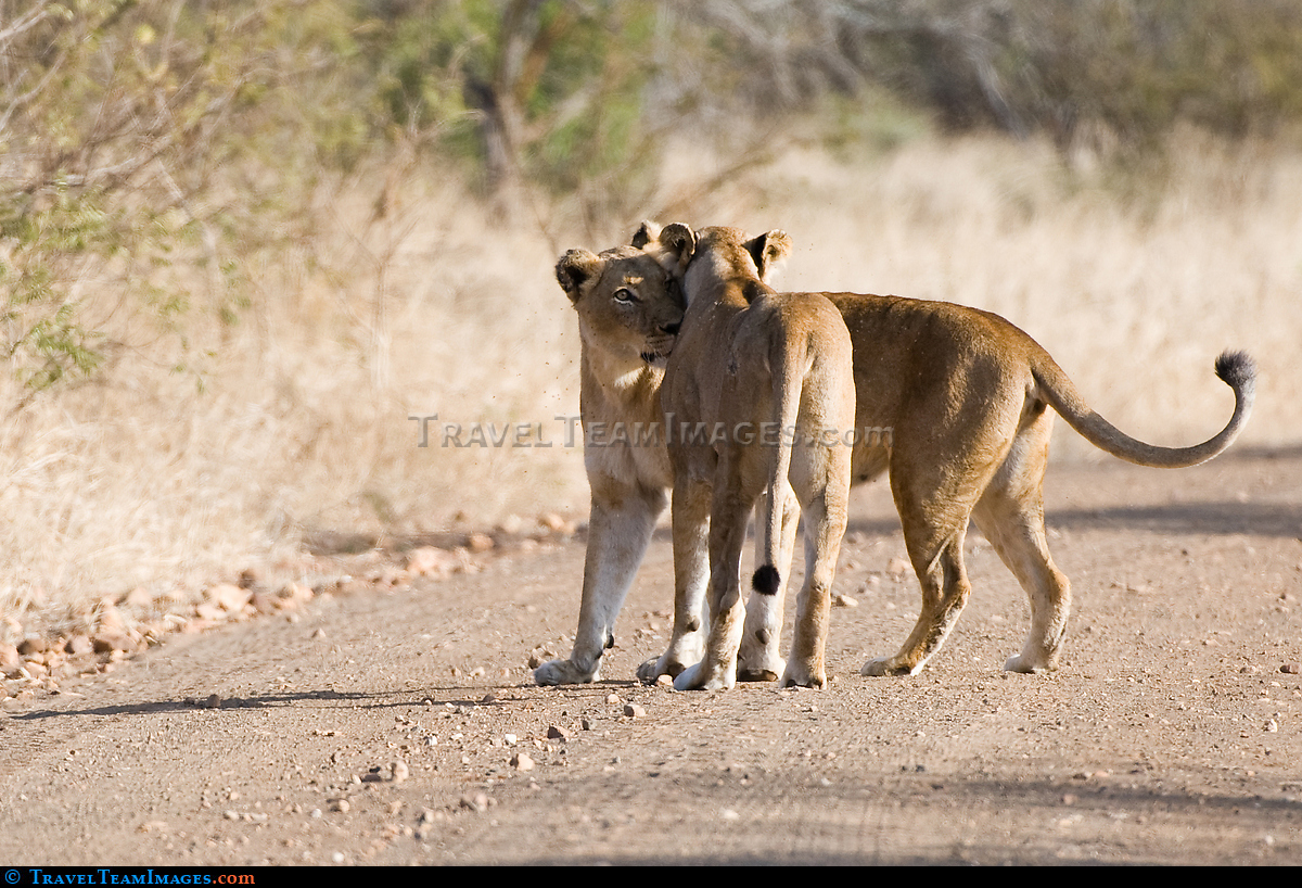 Lionesses