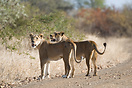 Lionesses on a dirt road in Kruger National Park