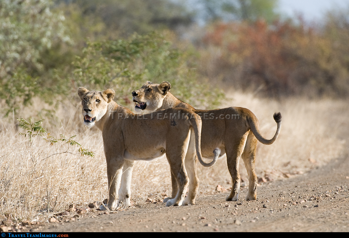 Lionesses