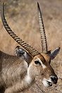 A male waterbuck grazing in Kruger National Park