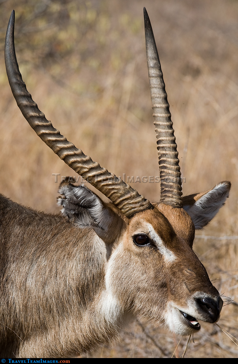 Male Waterbuck