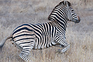 A zebra just starting to run in Kruger National Park