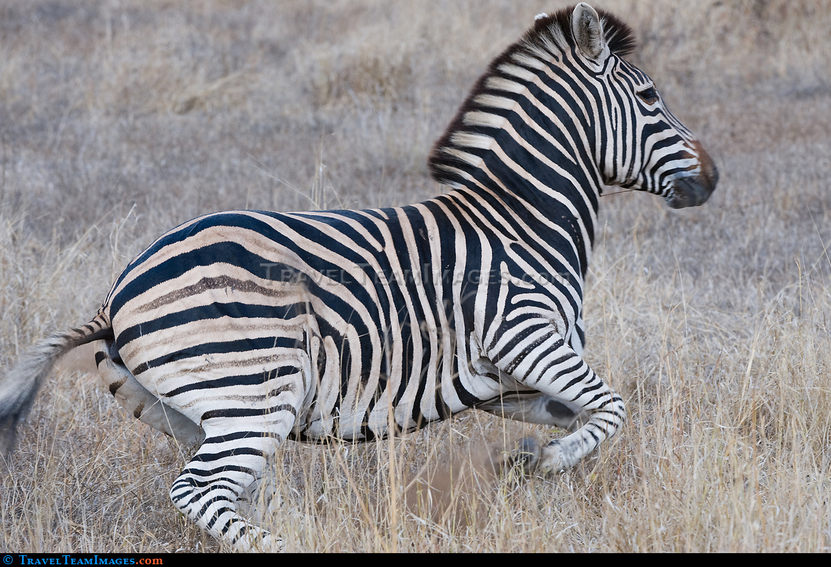 Fleeing Zebra