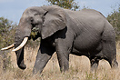 A large elephant grazing in Kruger National Park