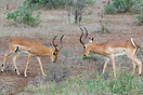 Two male impala fighting for herd domination in Kruger National Park