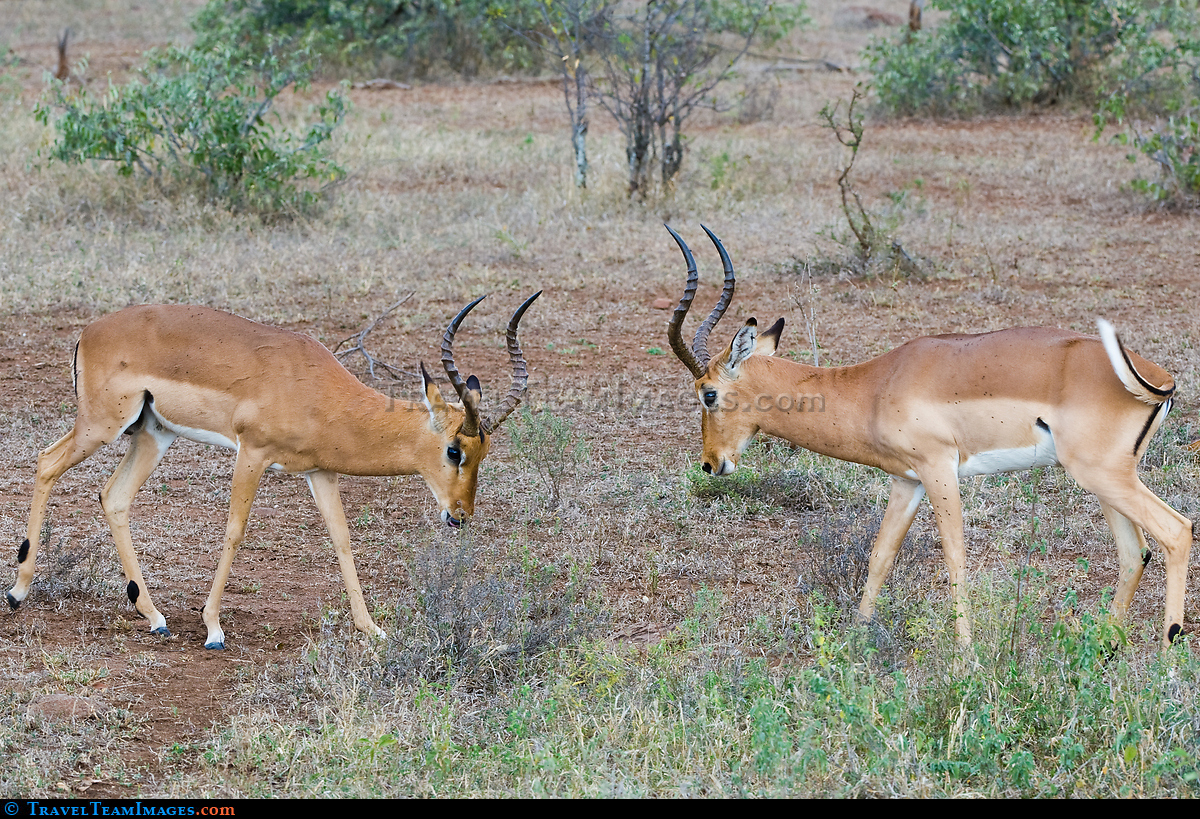 Impala Rams Fighting