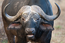 Buffalo in Kruger National Park