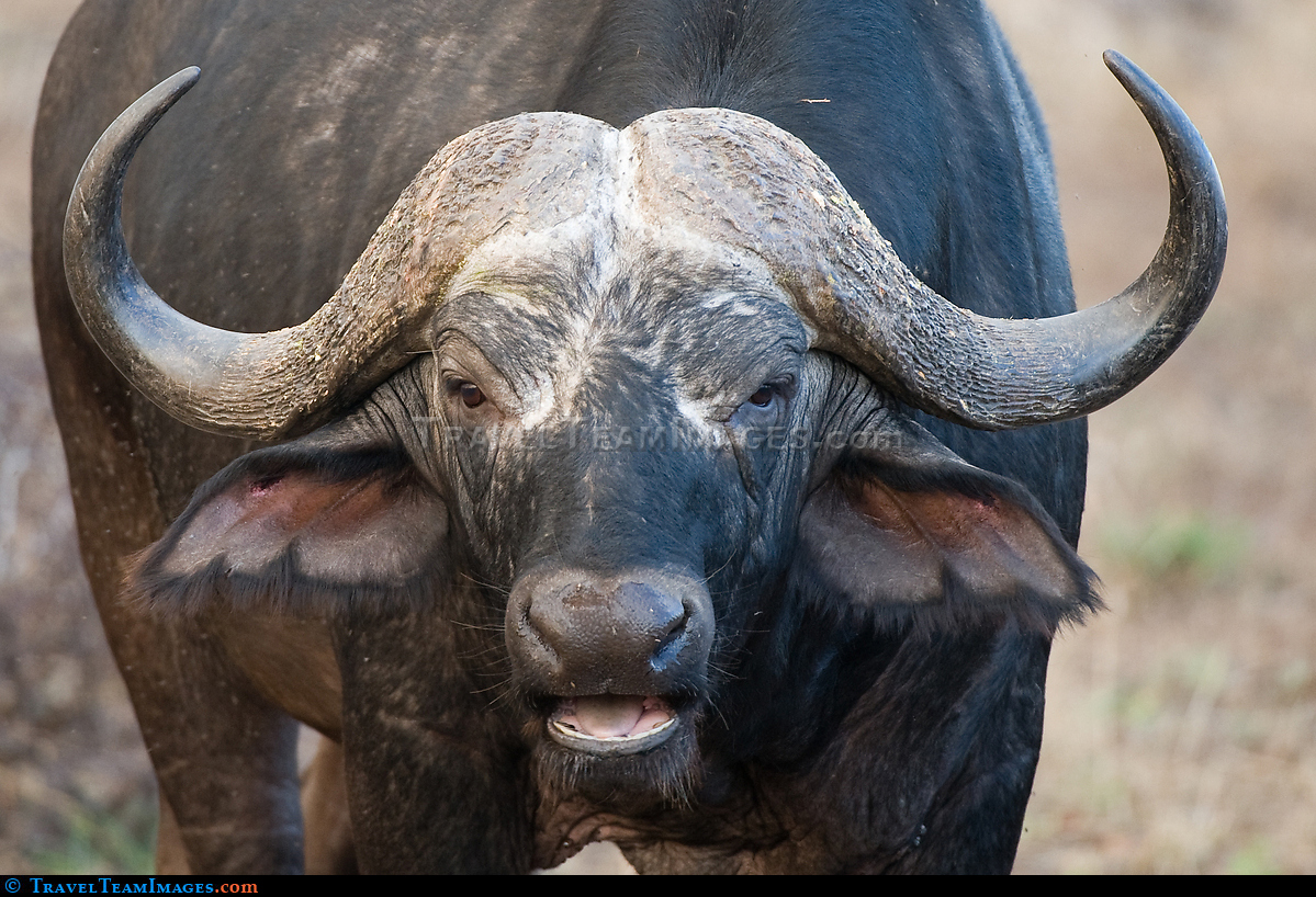 Buffalo