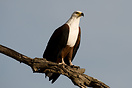 African fish eagles perch prominently in trees with a very upright pos...