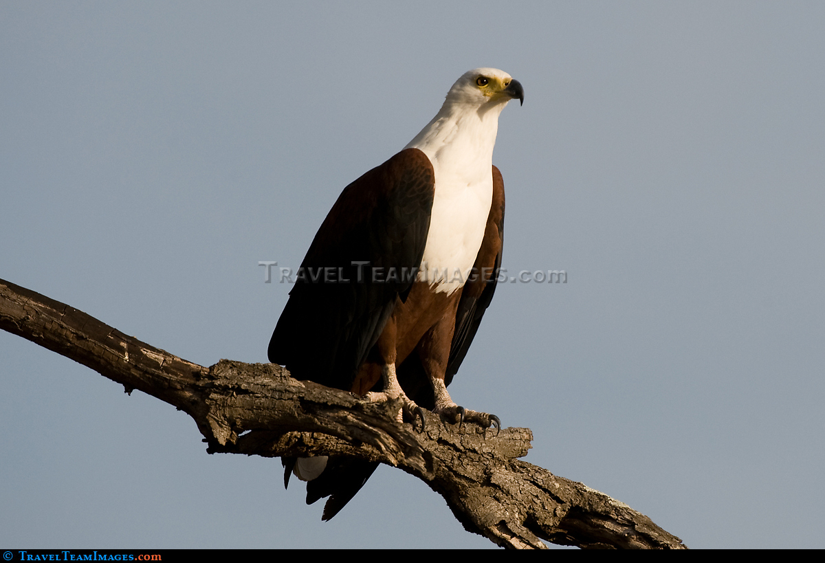 African Fish Eagle