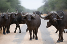 A herd of buffalo on a road in Kruger National Park