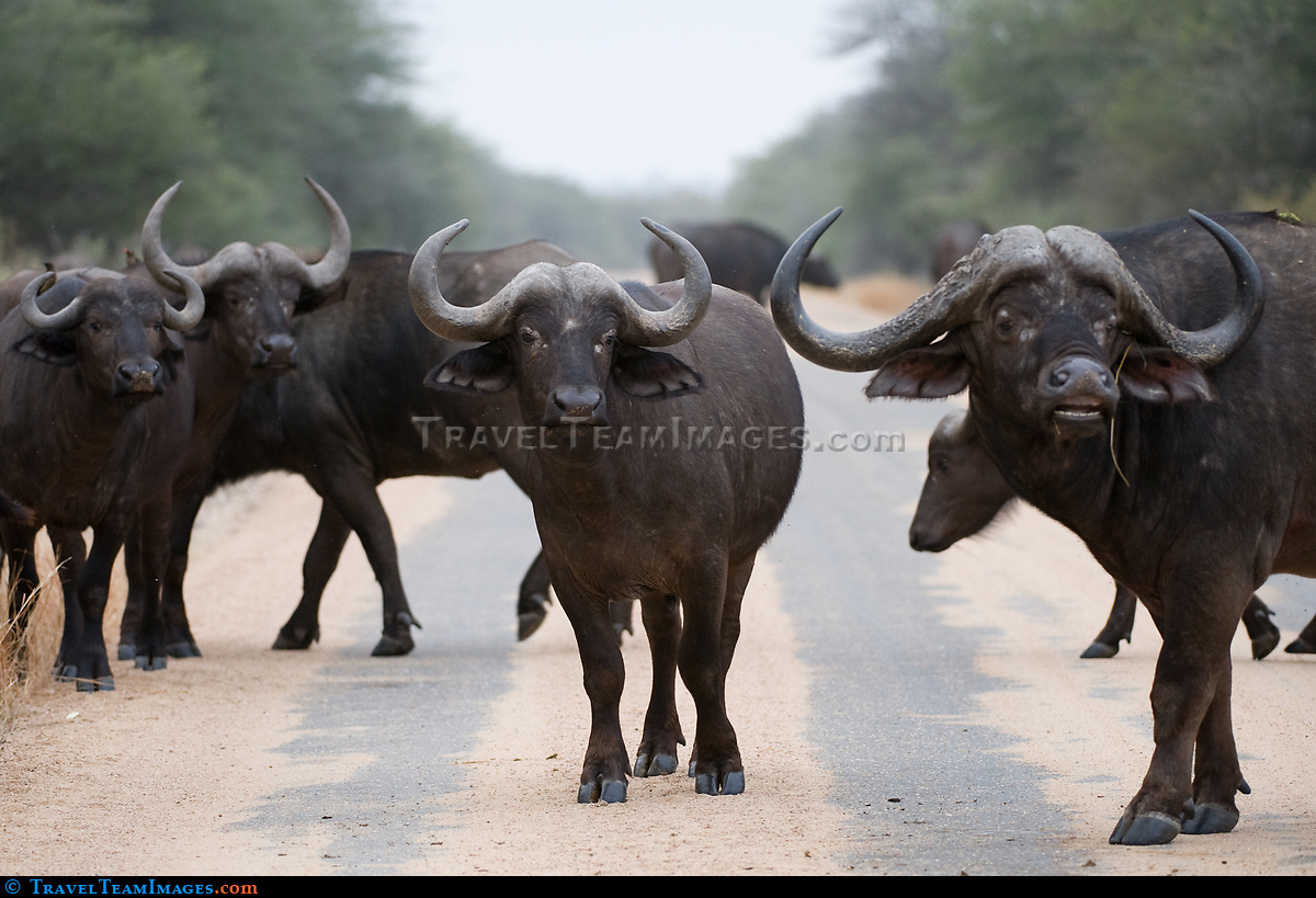 Buffalo Herd