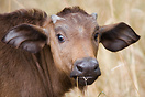 Buffalo calf in Kruger National Park