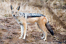 The Black-backed Jackal occurs in a wide variety of African habitats, ...