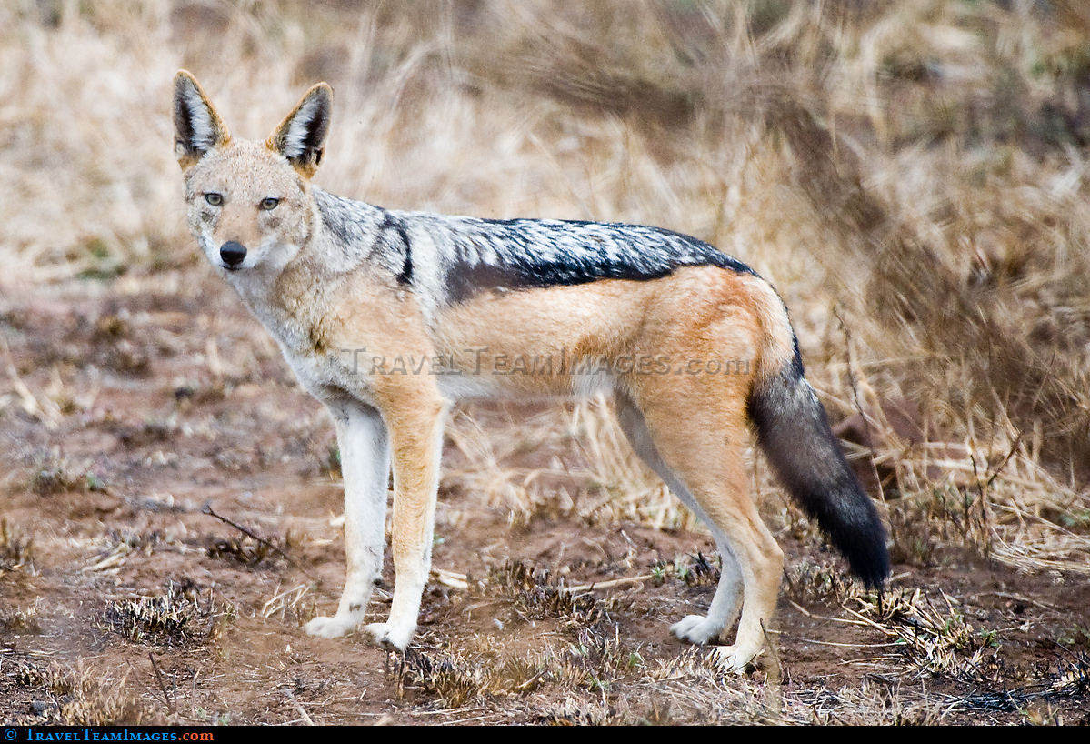 Black-backed Jackal
