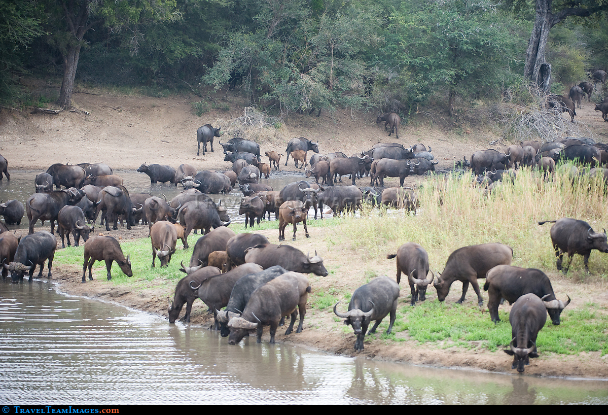 Buffalo Herd